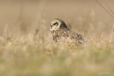 Velduil/Short-eared owl