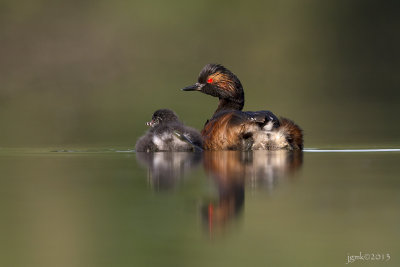 Geoorde fuut/Black-necked grebe