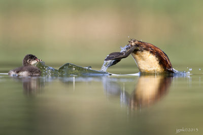 Geoorde fuut/Black-necked grebe