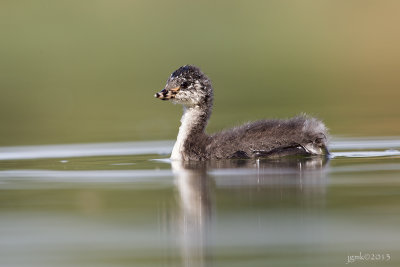 Geoorde fuut/Black-necked grebe