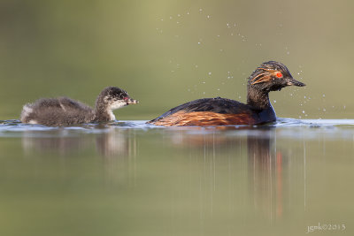 Geoorde fuut/Black-necked grebe