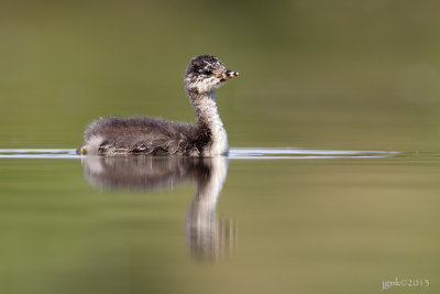 Geoorde fuut/Black-necked grebe