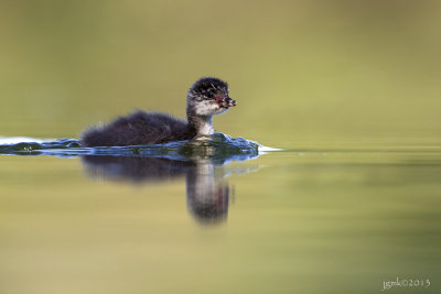 Geoorde fuut/Black-necked grebe