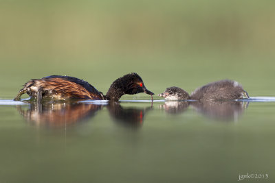 Geoorde fuut/Black-necked grebe