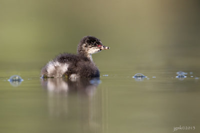Geoorde fuut/Black-necked grebe