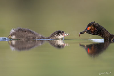 Geoorde fuut/Black-necked grebe