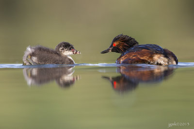 Geoorde fuut/Black-necked grebe