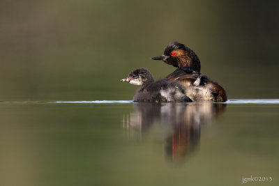 Geoorde fuut/Black-necked grebe