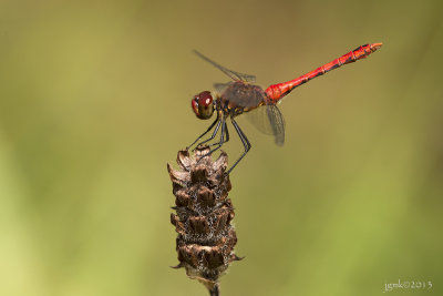 Bloedrode heidelibel/Sympetrum sanguineum ♂