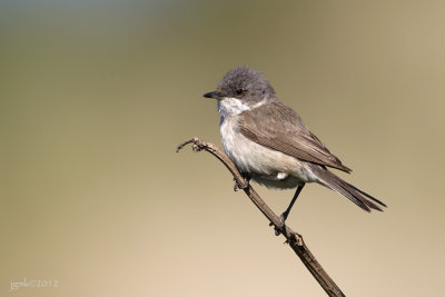 Braamsluiper/Lesser whitethroat