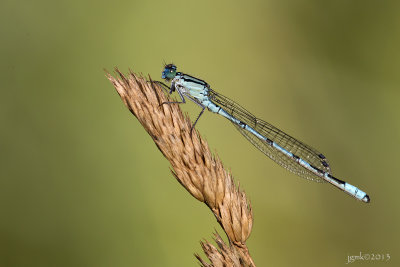 Watersnuffel/Ennalagma cyathigerum ♂