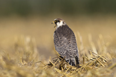 Roodpootvalk/Red-footed falcon