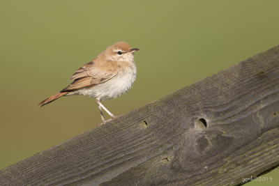 Rosse waaierstaart/Rufous-tailed scrub robin