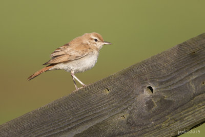 Rosse waaierstaart/Rufous-tailed scrub robin