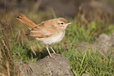 Rosse waaierstaart/Rufous-tailed scrub robin