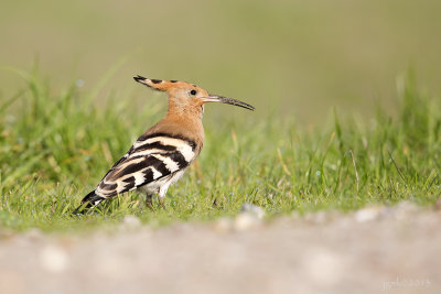 Hop/Eurasian hoopoe