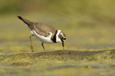 Kleine plevier/Little ringed plover