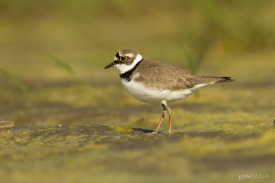 Kleine plevier/Little ringed plover