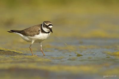 Kleine plevier/Little ringed plover