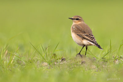 Tapuit/Northern wheatear