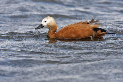 Casarca/Ruddy shelduck