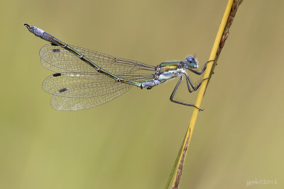 Tangpantserjuffer/Lestes dryas ♂