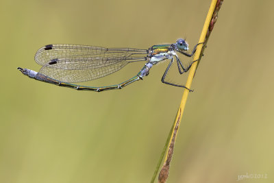 Tangpantserjuffer/Lestes dryas ♂