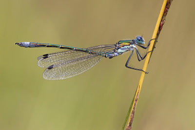 Tangpantserjuffer/Lestes dryas ♂