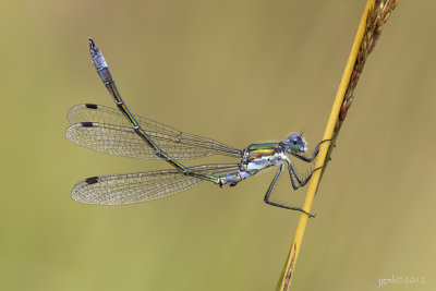 Tangpantserjuffer/Lestes dryas ♂