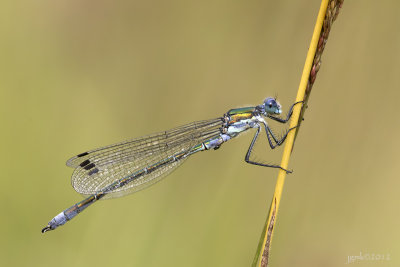 Tangpantserjuffer/Lestes dryas ♂