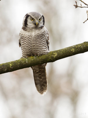 Sperweruil/Northern hawk-owl