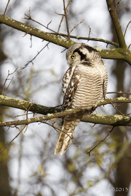 Sperweruil/Northern hawk-owl