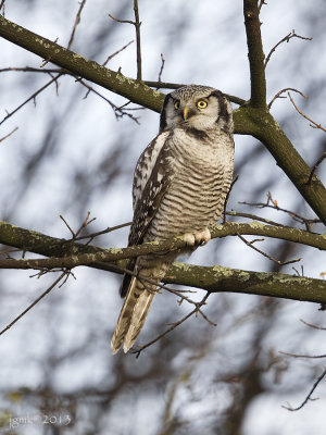 Sperweruil/Northern hawk-owl
