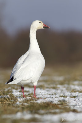 Sneeuwgans/Snow goose