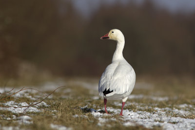 Sneeuwgans/Snow goose