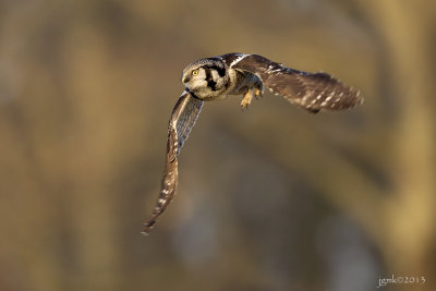 Sperweruil/Northern hawk-owl