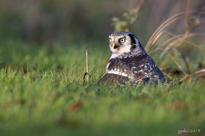 Sperweruil/Northern hawk-owl