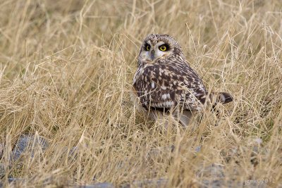 Velduil/Short-eared owl