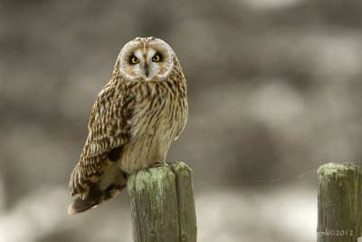 Velduil/Short-eared owl