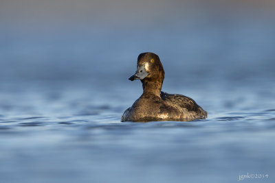 Topper/Greater scaup