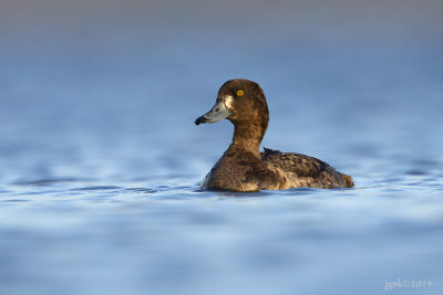 Topper/Greater scaup