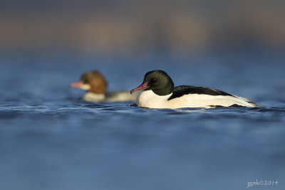 Grote zaagbek/Common merganser