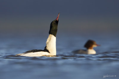 Grote zaagbek/Common merganser