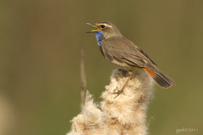 Blauwborst/Bluetroath
