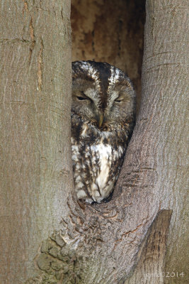 Bosuil/Tawny owl