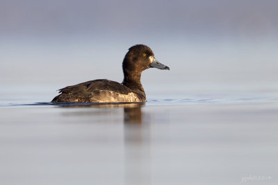 Topper/Greater scaup