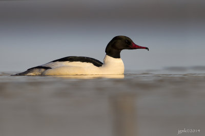 Grote zaagbek/Common merganser