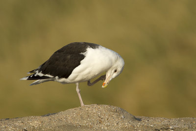 Grote mantelmeeuw/Great Black-backed gull