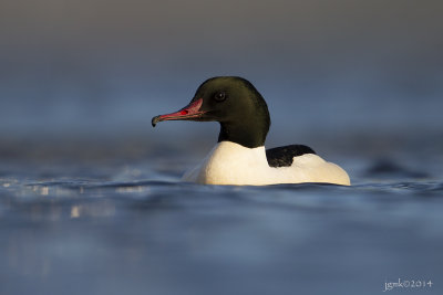 Grote zaagbek/Common merganser