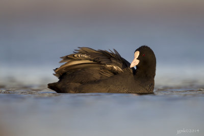 Meerkoet/Eurasion coot